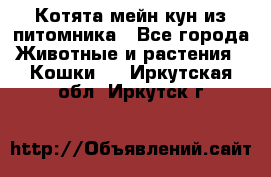 Котята мейн-кун из питомника - Все города Животные и растения » Кошки   . Иркутская обл.,Иркутск г.